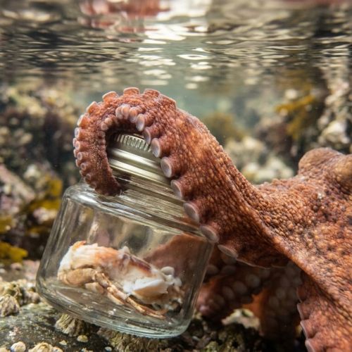 L'intelligenza delle polpi: cosa ci insegnano questi solitari sulla mente animale