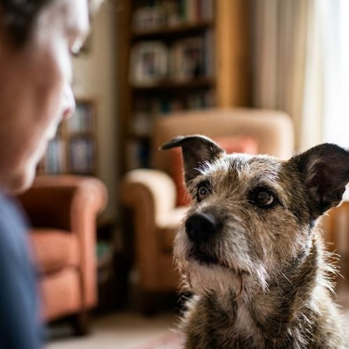 L'intelligenza emotiva del cane: come il tuo compagno legge i tuoi sentimenti