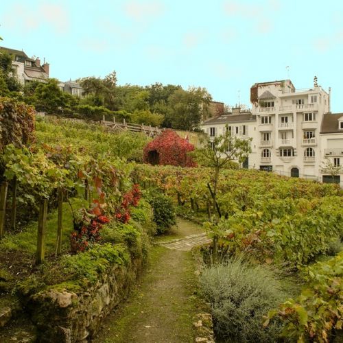 La Festa delle Vendemmie di Montmartre: un appuntamento conviviale