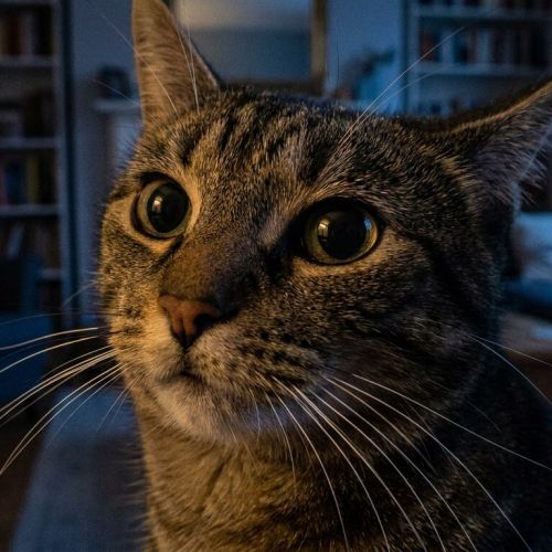 La percezione sensoriale del gatto: come il tuo felino vede e sente il mondo.