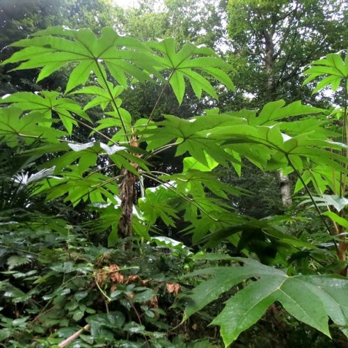 La pianta della carta di riso: 5 cose da sapere sul Tetrapanax papyrifera