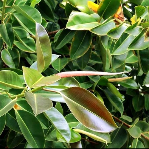 La pianta di gomma: una pianta verde facile da curare