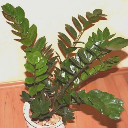 La pianta ZZ o Zamioculcas zamiifolia in 5 domande