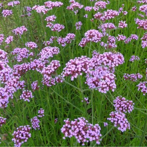 La verbena di Buenos Aires: 5 buone ragioni per adottarla nel giardino.