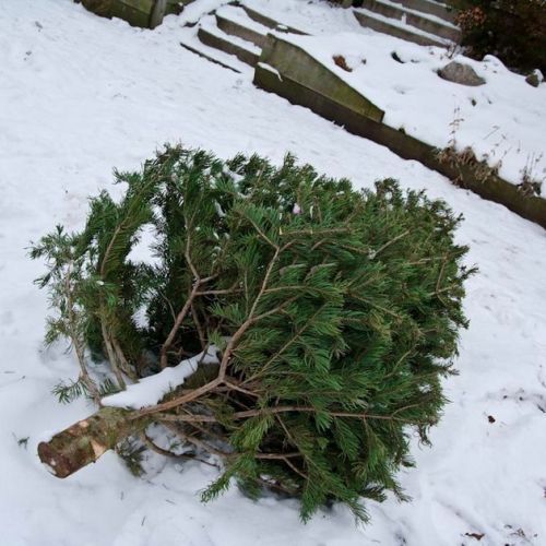 Natale: come riciclare il proprio albero dopo le feste?