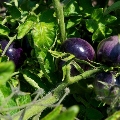 Orto: 5 domande sul pomodoro blu