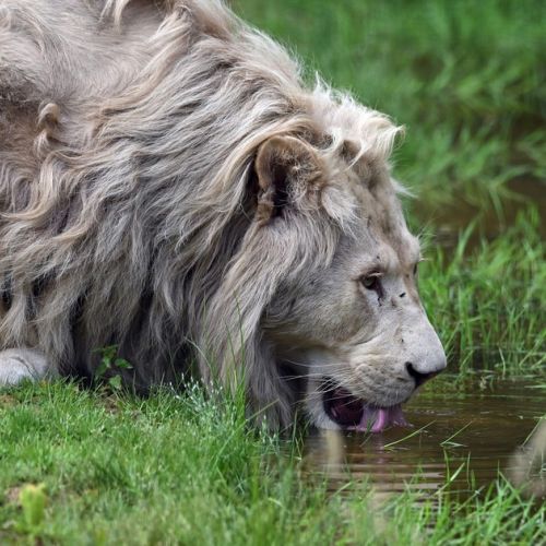 Parchi zoologici di Lumigny: 3 buoni motivi per visitare questo zoo