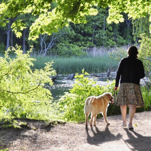 Passeggiare con il proprio cane in foresta: quali sono le regole da rispettare?