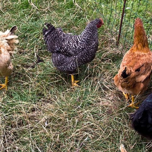 Polli domestici: il loro comportamento decodificato in 6 domande.