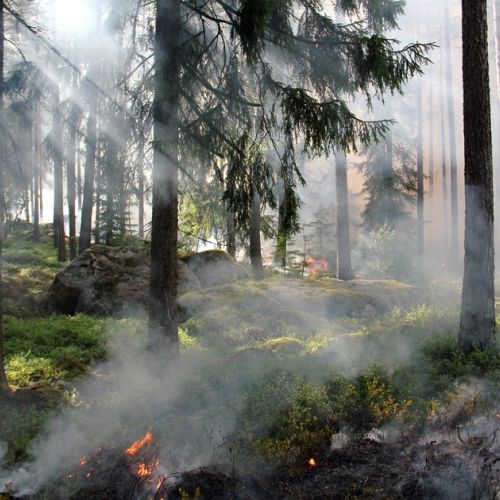 Prevenzione degli incendi: Météo France lancia una previsione del tempo per le foreste.
