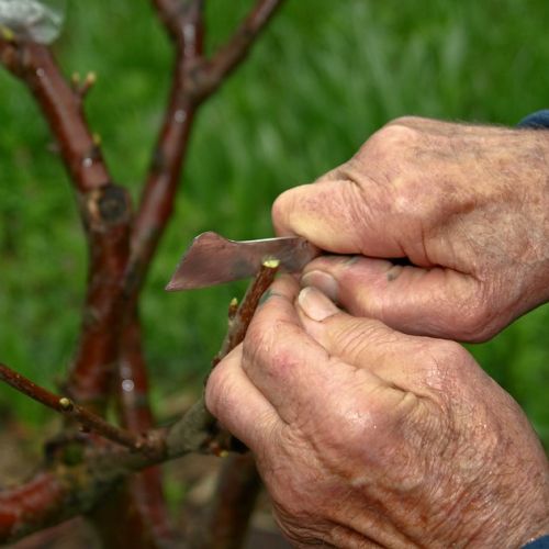 Qual è la differenza tra un albero franco e un albero innestato?