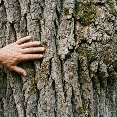 Quanto tempo vivono gli alberi? L'incredibile longevità dei faggi e delle querce.