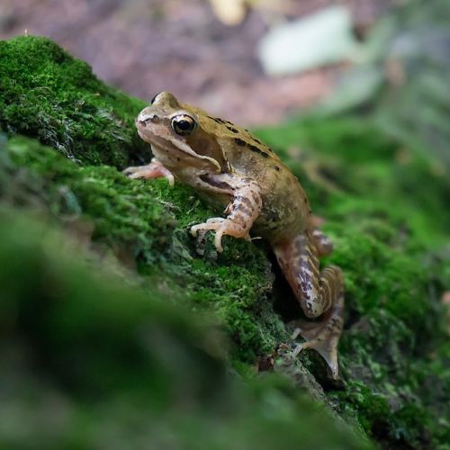 Rana in giardino: cosa fare?