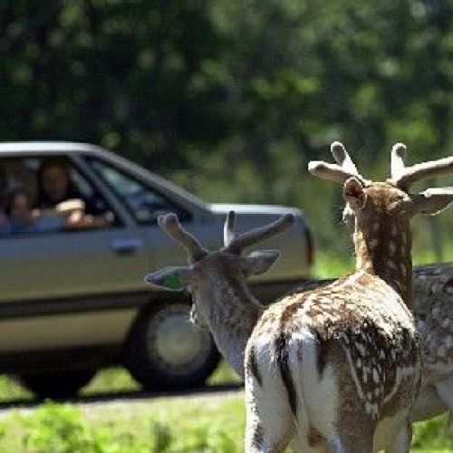 Riserva della Haute-Touche: il più grande parco faunistico della Francia