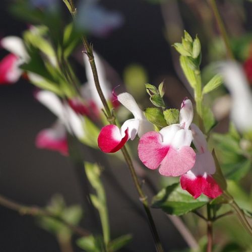 Salvia microphylla: 5 domande sulla salvia a foglie piccole