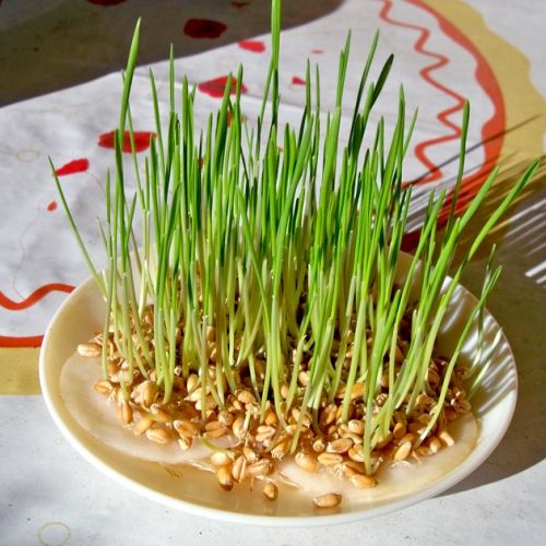 Semina di grano e lenticchie per la festa di Santa Barbara