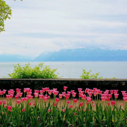 Svizzera: 3 buoni motivi per andare al Festival dei tulipani di Morges