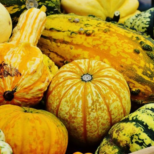 Zucca amara: attenzione all'avvelenamento!